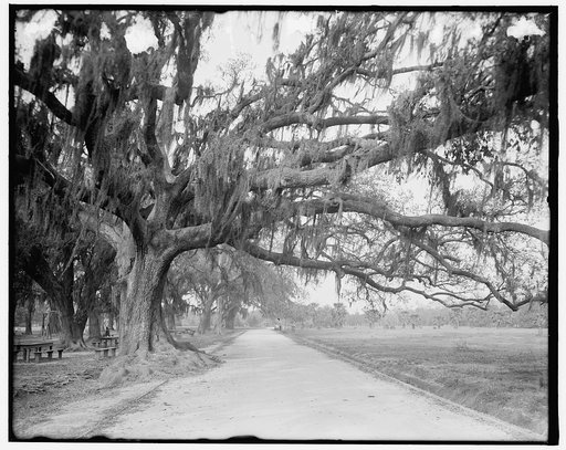 Shell road and live oaks, Audubon Park, New Orleans, La.