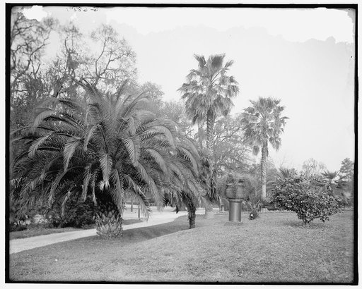 Palm tree in Audubon Park, New Orleans, La.