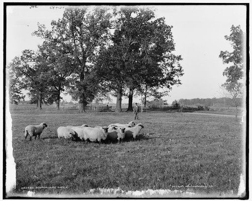 Schropshire [i.e. Shropshire] sheep