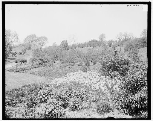 Tulips in Highland Park, Rochester, N.Y.