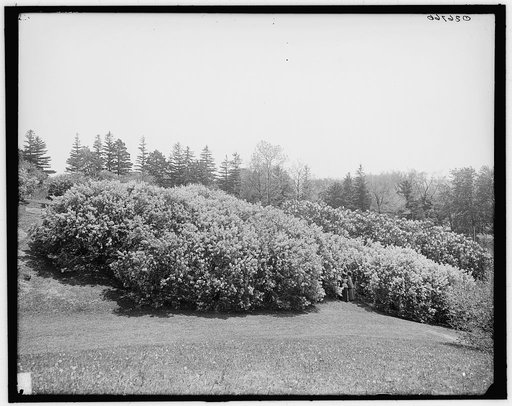 Lilacs in Highland Park, Rochester, N.Y.