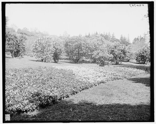Pansies in Highland Park, Rochester, N.Y.