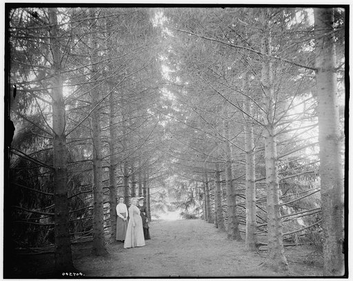 The Firs, under the firs, New Baltimore, Mich.