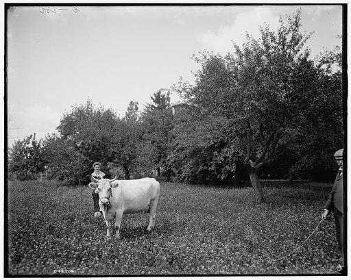 The Firs, family cow, New Baltimore, Mich.