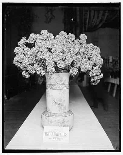 Indianapolis carnation, American Carnation Society Exhibition, Detroit, Mich.