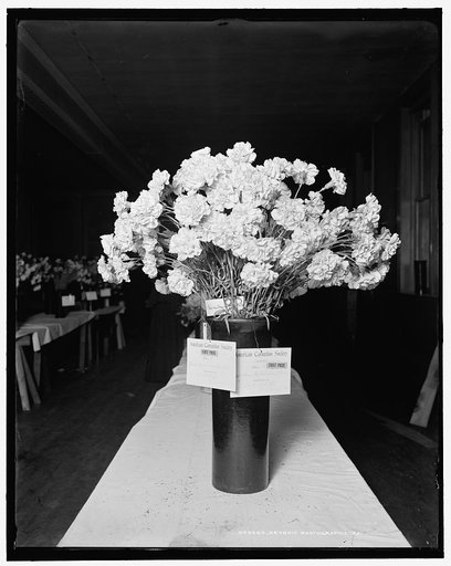First prize, Enchantress, daybreak pink, American Carnation Society Exhibition, Detroit, Mich.