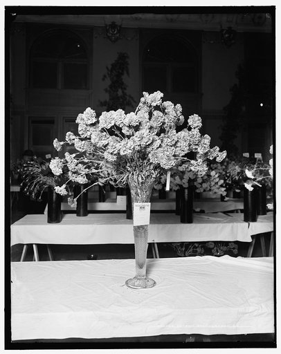 First prize, class N. for Lawson Medal, American Carnation Society Exhibition, Detroit, Mich.