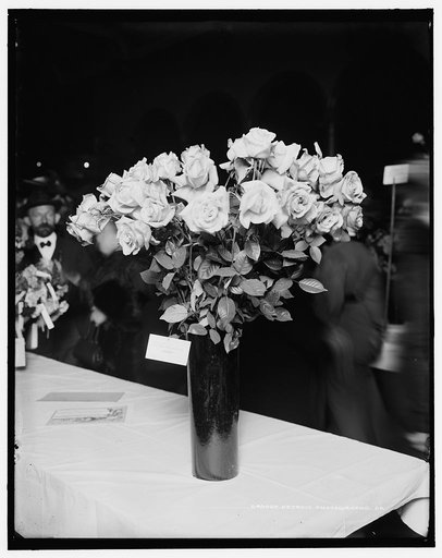 Roses, grown by Frank Holznagle, American Carnation Society Exhibition, Detroit, Mich.