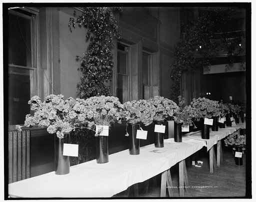 Exhibits, American Carnation Society Exhibition, Detroit, Mich.
