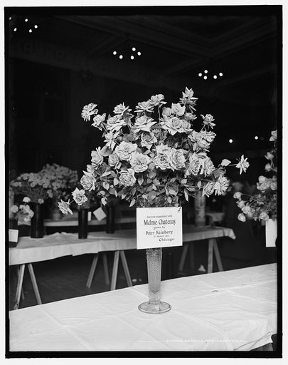 Madame Chatenay roses, American Carnation Society Exhibition, Detroit, Mich.