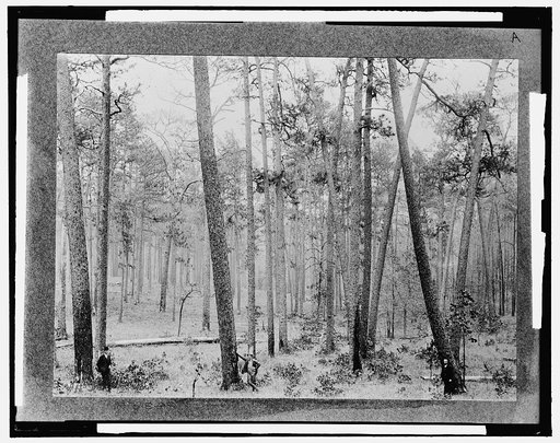 Pine forest scene, Keystone Lumber Company