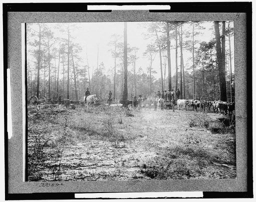 Hauling pine logs, Keystone Lumber Company