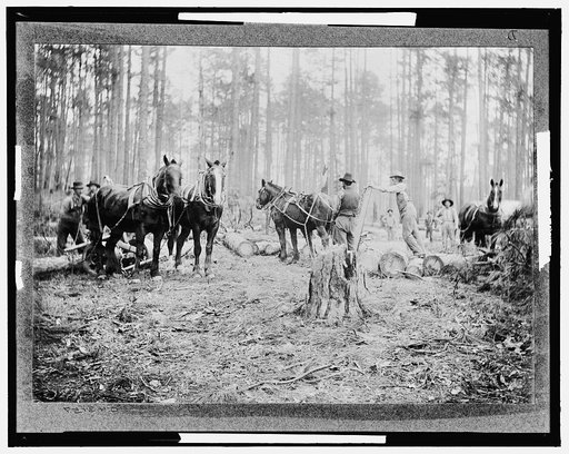 Skidding pine logs, Keystone Lumber Company
