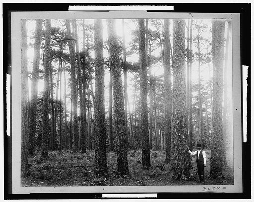 A Virgin pine forest, Keystone Lumber Company