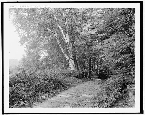 Road through the forest, Pittsfield, Mass.