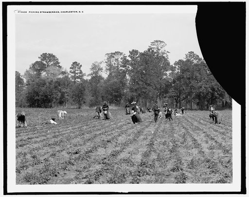 Picking strawberries, Charleston, S.C.