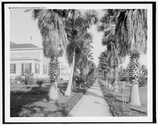 An Avenue of palms, Miami, Fla.