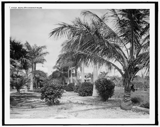 Royal and cocoanut palms