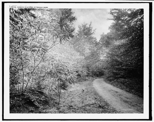 Sumach in autumn, Pittsfield, Mass.