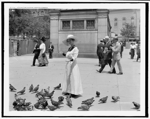 Feeding the pigeons, Boston Common