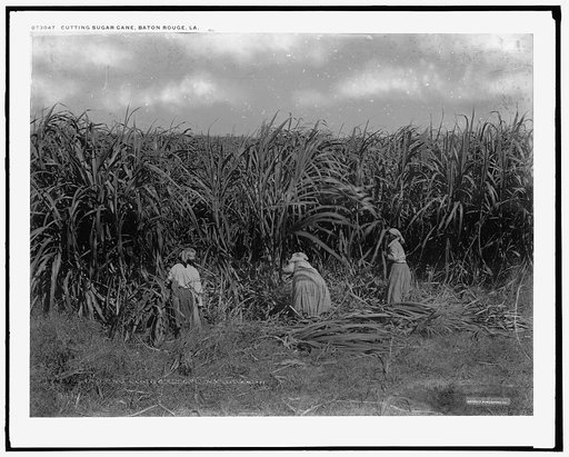 Cutting sugar cane, Baton Rouge, La.