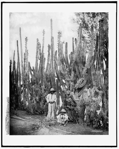 Cactus fence in Salamanca, Salamanca, Mexico