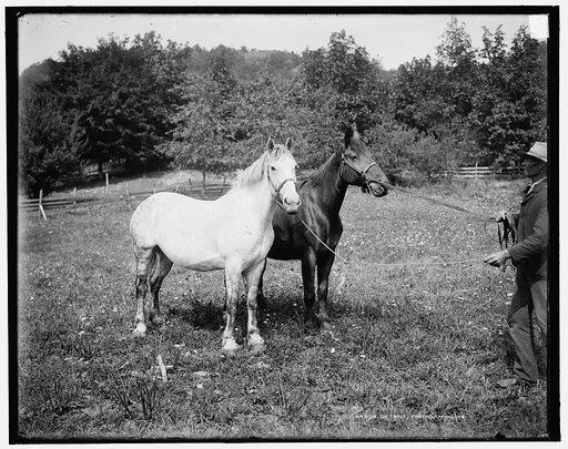 D.C. Cook's horses, Lake George