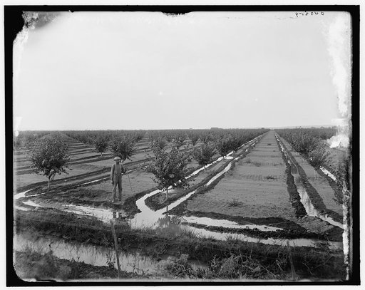 Man in irrigated orchard, probably Pontiac, Ill.