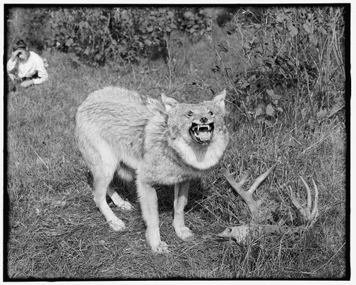 A Northern Michigan timber wolf, Sault Sainte Marie