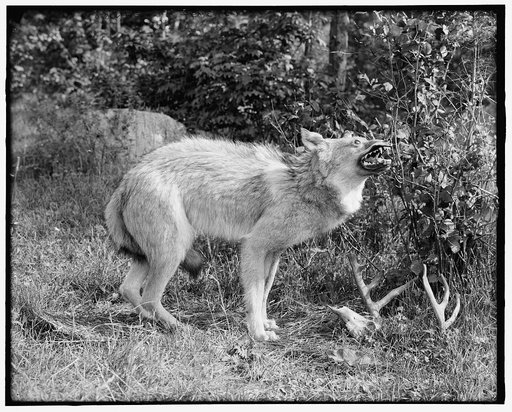 A Northern Michigan timber wolf, Sault Sainte Marie