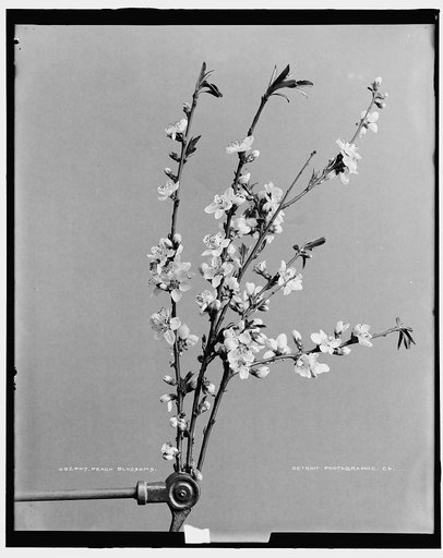 Peach blossoms