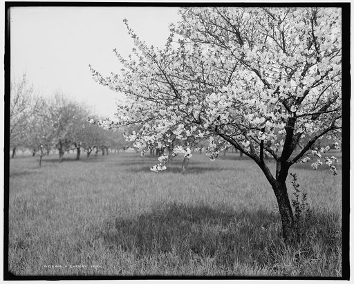 A Cherry tree