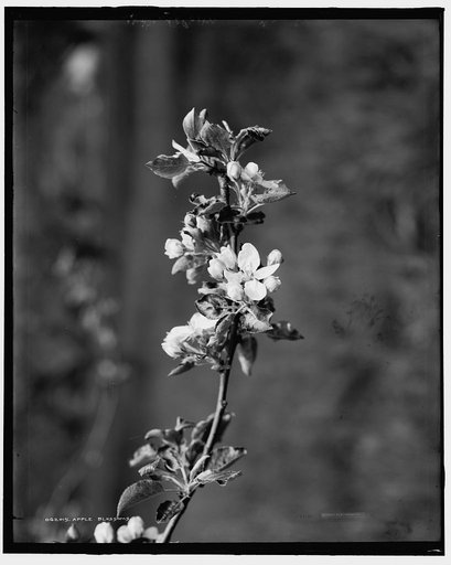 Apple blossoms