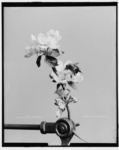 Apple blossoms