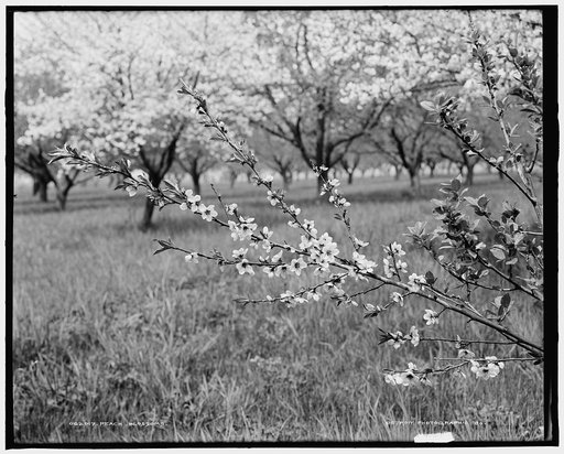 Peach blossoms