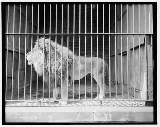 Brutus in the zoo