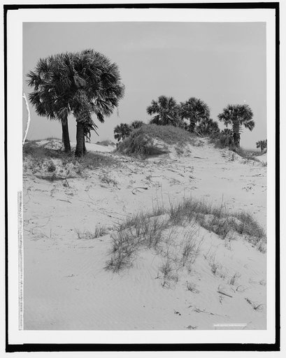 Sand dunes and palmettoes, Isle of Pines [i.e. Palms],Charleston, S.C.
