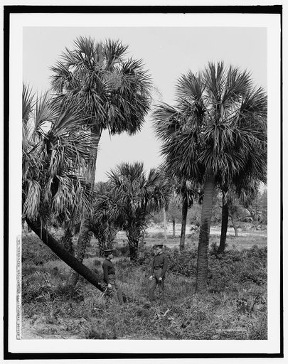 Tybee Island, palmettoes, Savannah, Ga.