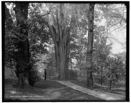 Old tree in Bartram's Park [Bartram's Gardens], Philadelphia, Pa.