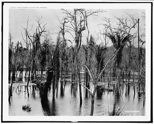 Dying forest, Gatun Lake, Panama
