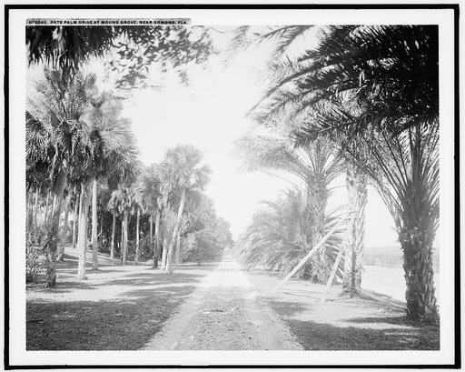 Date Palm Drive at Mound Grove, near Ormond, Fla.