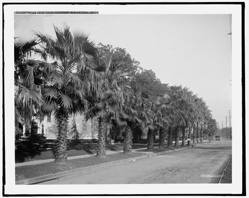 Palms on St. Charles Avenue, New Orleans, La.