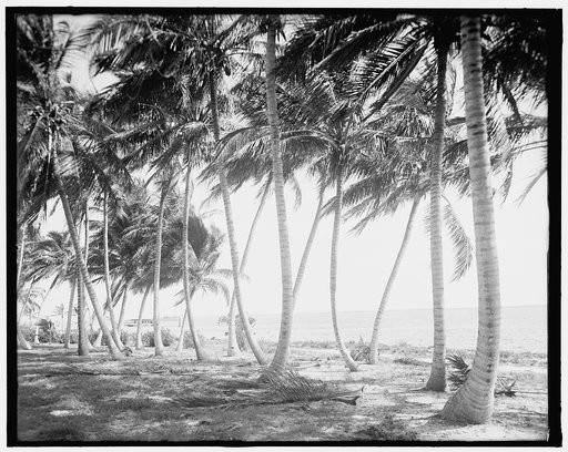 Biscayne Bay, through the cocoanut trees, Miami, Fla.
