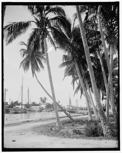 Cocoanut trees along the docks, Miami, Fla.