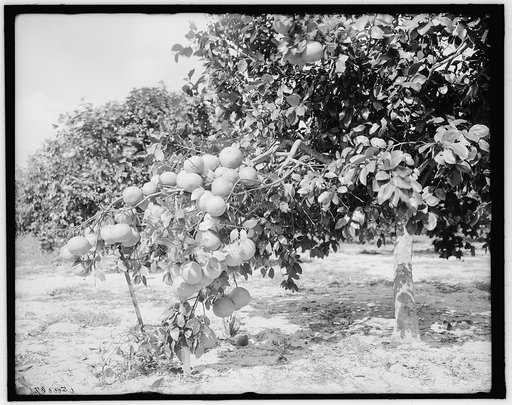 Grape fruit, Miami, Fla.