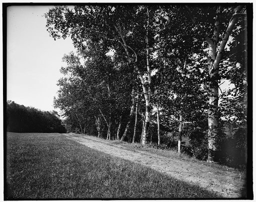 Berkshire birches, Pittsfield, Mass.