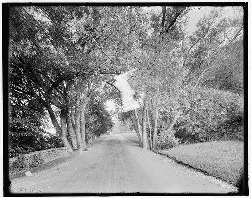 Willow Arch (a Berkshire roadway), Stockbridge, Mass.