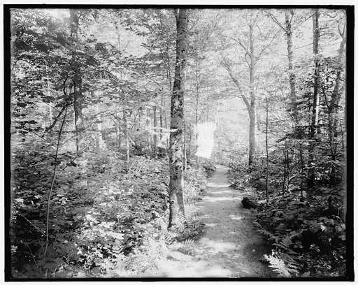 Profile House, wildwood path, White Mts., N.H.