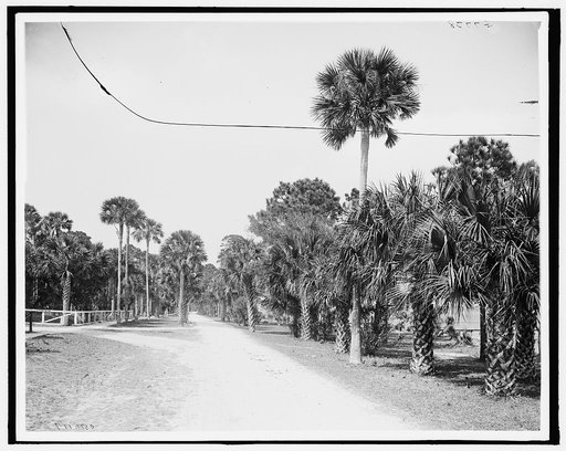 Palmetto Avenue, Ormond, Fla.
