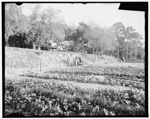 Artesian well pumping water for home and irrigation, Ormond, Fla.